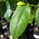 Sivun Diospyros nigra (J. F. Gmel.) Perrier kuva