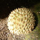 Image of durian