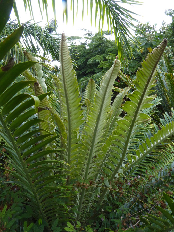 Image of Natal Cycad