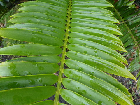 Image of Natal Cycad