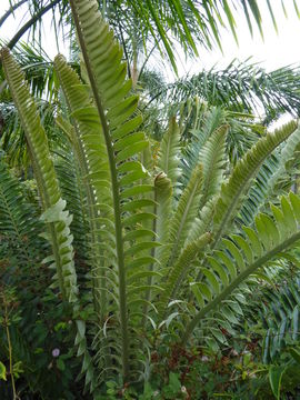 Слика од Encephalartos natalensis R. A. Dyer & I. Verd.