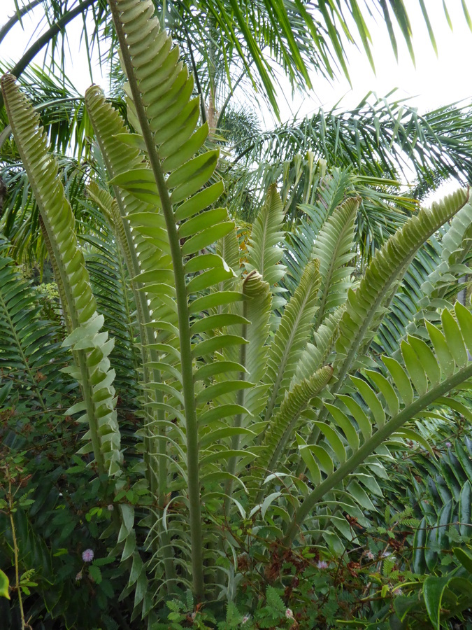 Image of Natal Cycad