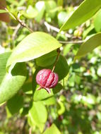 Image of Surinam cherry
