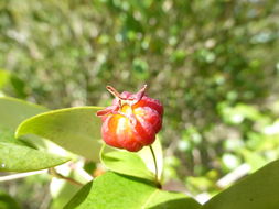 Image of Surinam cherry