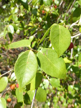 Image of Surinam cherry