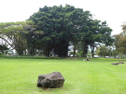 Image of Banyan