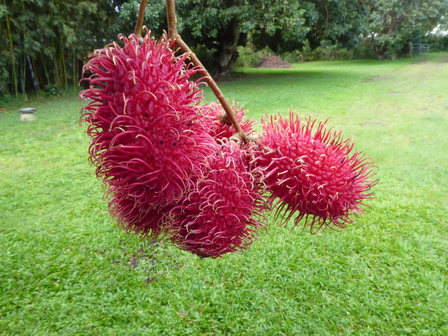 Image of rambutan