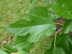 Image of Red Mulberry