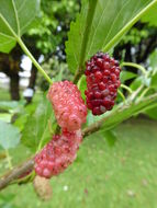 Image of Red Mulberry