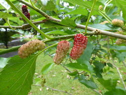 Image of Red Mulberry