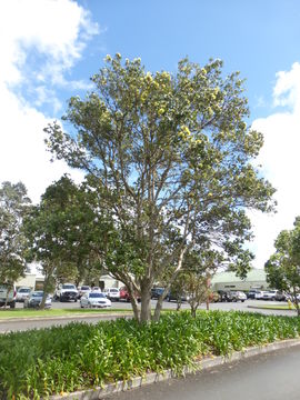 Image of 'ohi'a lehua