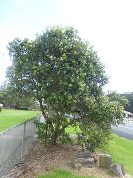 Image of 'ohi'a lehua