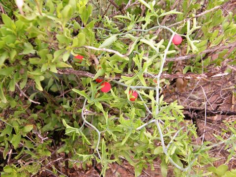 Image of slimlobe globeberry