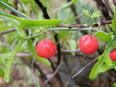 Image of slimlobe globeberry