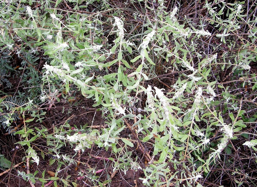 Слика од Buddleja scordioides Kunth