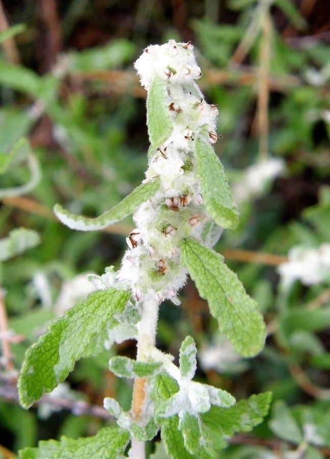 Слика од Buddleja scordioides Kunth