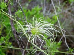 Plancia ëd Clematis drummondii Torr. & Gray