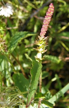 Image of shrubby copperleaf