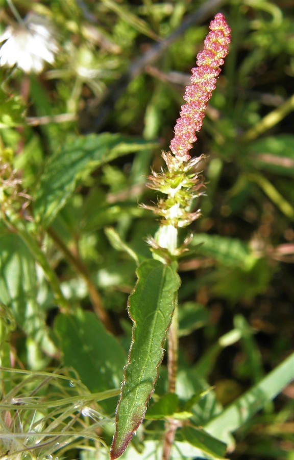 Image de Acalypha phleoides Cav.