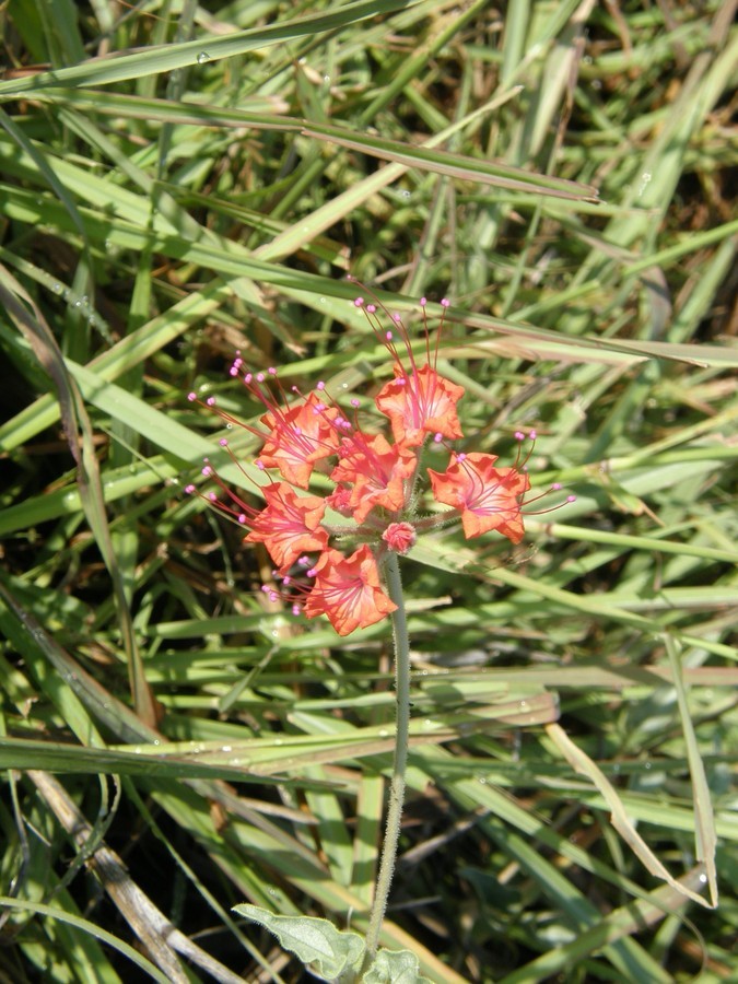 Image of devil's bouquet