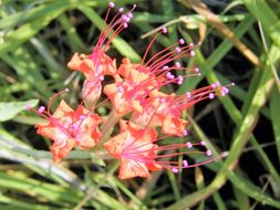 Image of devil's bouquet