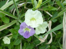 Image of Chinese violet