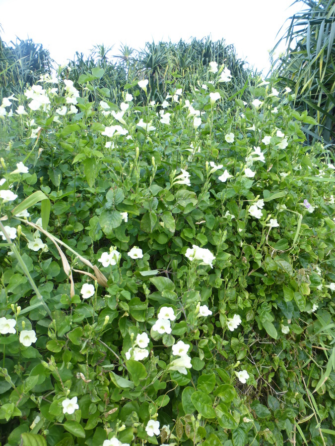 Image of Chinese violet