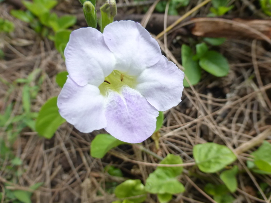 Image of Chinese violet