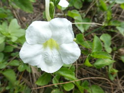 Image of Chinese violet