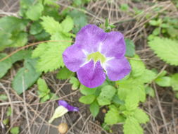 Image of Chinese violet