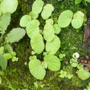 Image of Brazilian Begonia