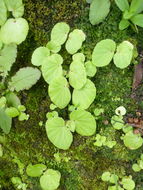 Image of Brazilian Begonia