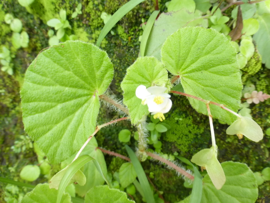 Image of Brazilian Begonia