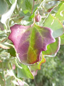 Слика од Chenopodium oahuense (Meyen) Aellen