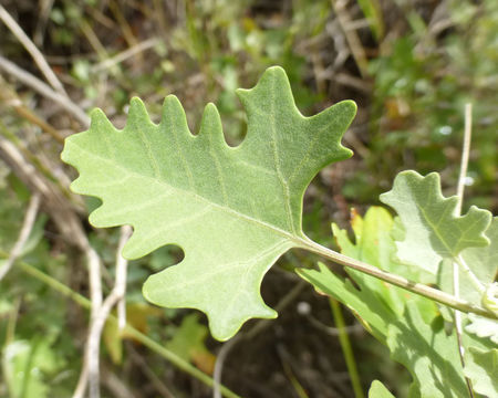 Chenopodium oahuense (Meyen) Aellen的图像