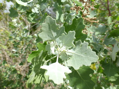 Chenopodium oahuense (Meyen) Aellen的图像