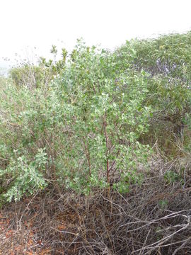 Chenopodium oahuense (Meyen) Aellen的图像