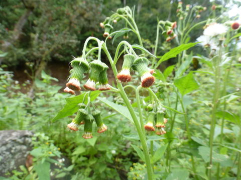 Plancia ëd Crassocephalum crepidioides (Benth.) S. Moore