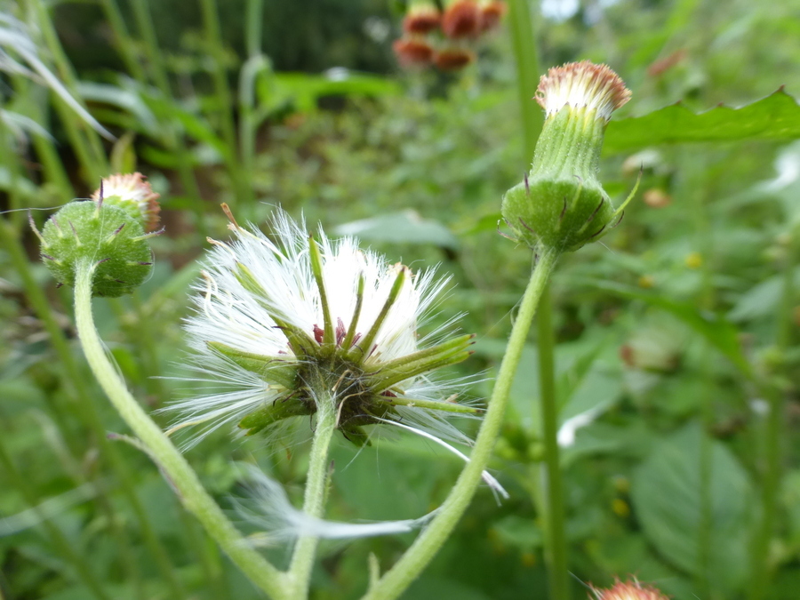 Plancia ëd Crassocephalum crepidioides (Benth.) S. Moore