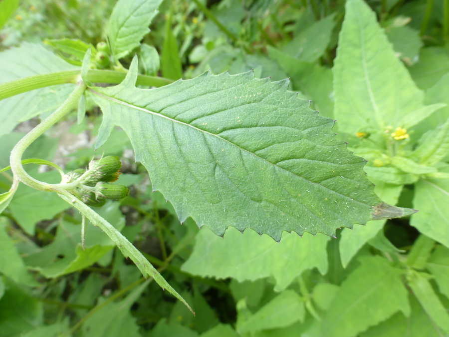 Plancia ëd Crassocephalum crepidioides (Benth.) S. Moore