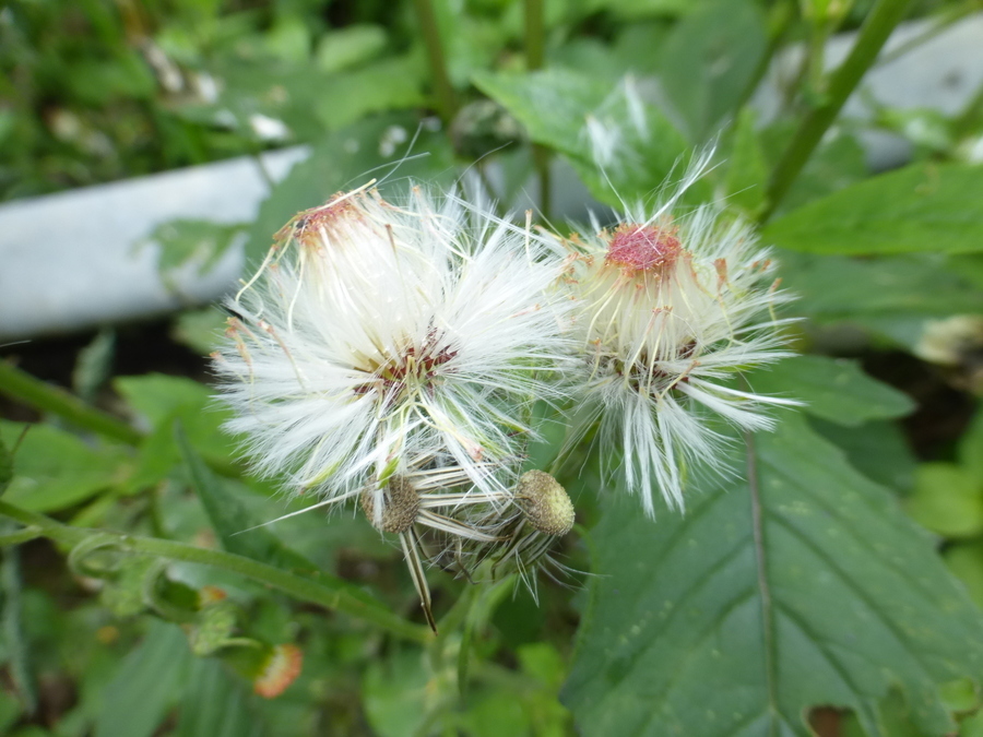 Plancia ëd Crassocephalum crepidioides (Benth.) S. Moore