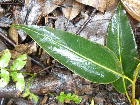 Image of Indonesian gum