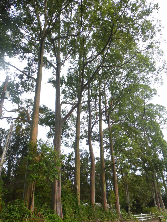 صورة Eucalyptus deglupta Bl.