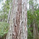 Imagem de Eucalyptus robusta Sm.