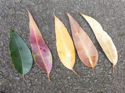 Imagem de Eucalyptus robusta Sm.