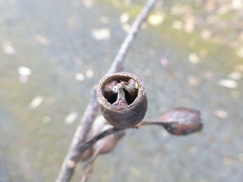 Imagem de Eucalyptus robusta Sm.