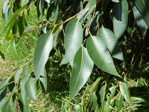 Imagem de Eucalyptus robusta Sm.