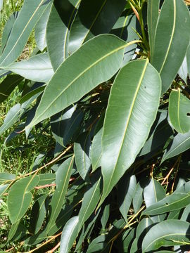 Слика од Eucalyptus robusta Sm.