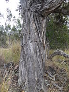 Imagem de Metrosideros polymorpha Gaud.