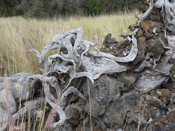 Imagem de Metrosideros polymorpha Gaud.